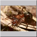Formica -Serviformica- sanguinea - Blutrote Raubameise 11 9mm.jpg
